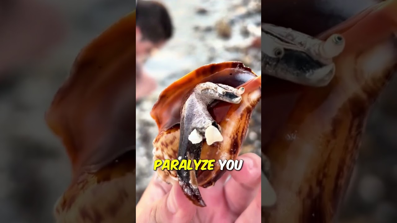 The most dangerous snail in the world. Cone snail