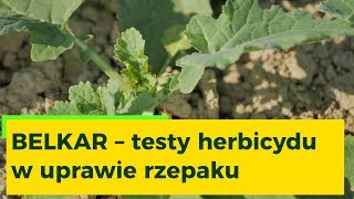 Belkar – testy herbicydu w uprawie rzepaku