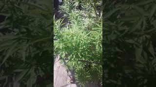 Grow big or Go home! 8-31 Weed Nerds #TwinFlamezFarm Illiganga Misfit/Michajana Misfit ~Ribbit