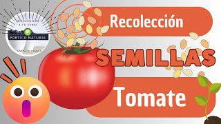 #Recolección  #Semillas  #Tomate