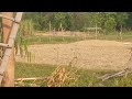 नीलगाह का झुंड जा रहा है खेत नुकसान करने @bipat _village_vlog