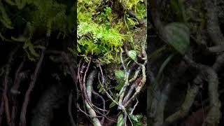 Dendrobates tinctorious “Patricia “ vivarium