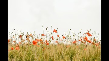 ما تيسر من سورة البقرة من 234 الى 286 بالصوت الهادئ الشيخ ياسر الدوسري Albaqara sura Yasser Aldosari