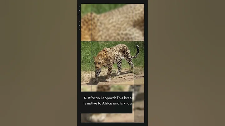 Video 1674651: bengal leopard, popular breed, best breed