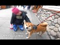 バンフの街で旅行者や子供にモテモテの柴犬ナラ | 4K | カナダ海外生活