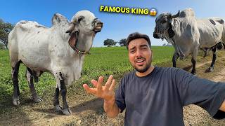 Arjun Ya Anand Bull🐂Kon Hai Famous King😱