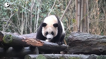 Do giant pandas have territories? | Pandaful Q&A