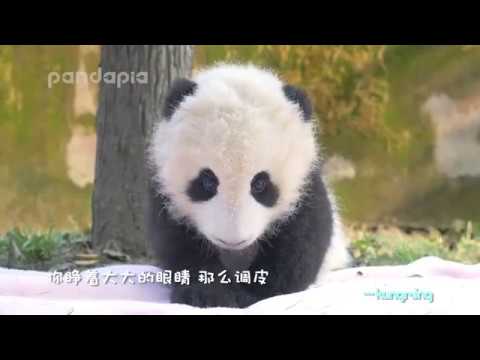 敲可爱熊猫MV -宠爱- by麝香小鸽
