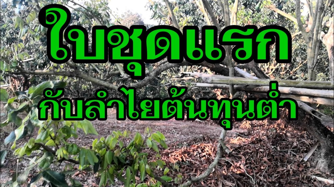 วิธีการเตรียมต้น ลำไยยอดที่ 1