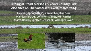 Birding Steart Marshes & Yeovil Country Park etc March-2024