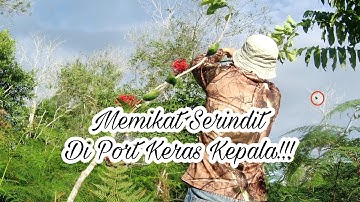 Memikat Serindit Di Port Keras Kepala!!!