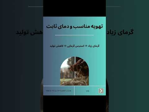 مهم ترین راه کنترل استرس مرغ 