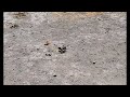 MTB Del Valle Tarantula vs Tarantula Hawk