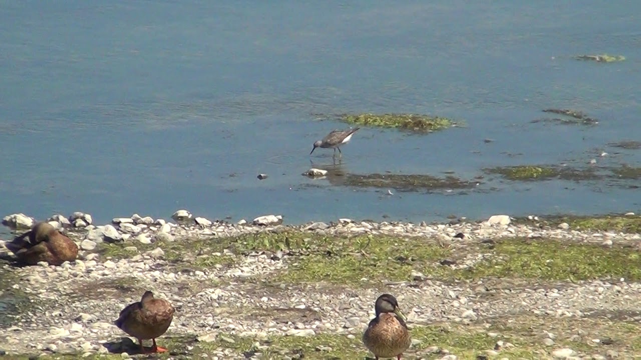 nature kpop North American Wildlife --- Greater Yellowlegs & Lesser Yellowlegs comparison