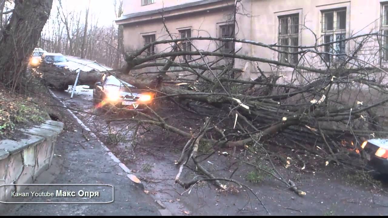 Упало дерево осаго