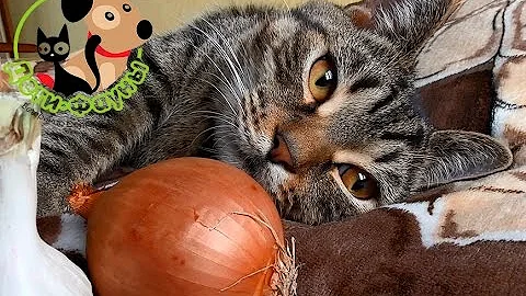 Можно собакам лук? Чеснок опасен для кошек?