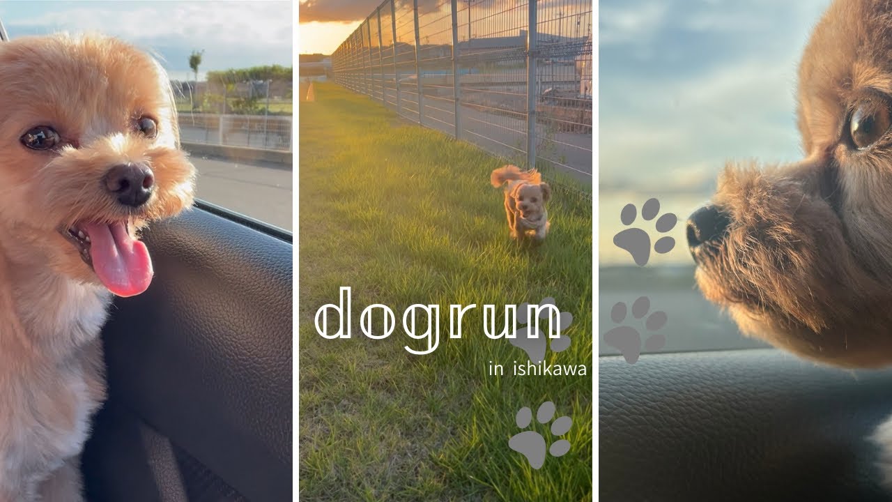 まさかの事件勃発！？仲良くできないワンコの1日。