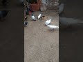 #kabootar #pigeon
