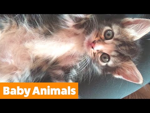 cute-baby-animal-bloopers-|-funny-pet-videos