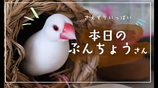 鳥 VLOG】君に届けるさえずり『Birds singing』【文鳥5羽】 - YouTube