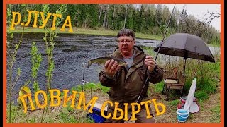 картинка: р.ЛУГА . ЧЕТЫРЕ ДНЯ НА РАЙСКОМ МЕСТЕ. ЛОВИМ СЫРТЬ.