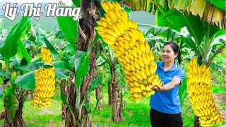 Harvesting Banana & Go to the Market Sell - Harvesting & Cooking || Ly Thi Hang Daily Life