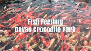 Fish Feeding at Davao Crocodile Park
