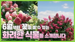 여러분들의 여름정원을 화려하게 수 놓을 식물들을 소개해드립니다. 전지로 목수국 단풍들이는 꿀팁 #가드닝 #목수국 #정원꾸미기