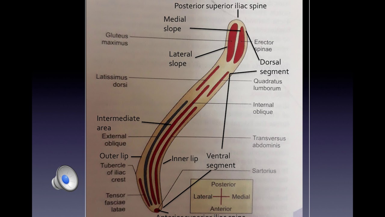 hip bone ilium 2/5 | Gross Anatomy | Lower Limb | MBBS | 1st year - YouTube