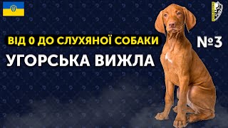 🇺🇦ВІД 0 ДО СЛУХНЯНОЇ СОБАКИ l ЦУЦЕНЯ УГОРСЬКОЇ ВИЖЛИ ДЖИМІ l ЯК НАВЧИТИ СОБАКУ СЛУХАТИСЬ 3 Випуск