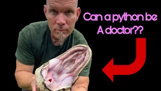 Monster 17 foot python captured!!