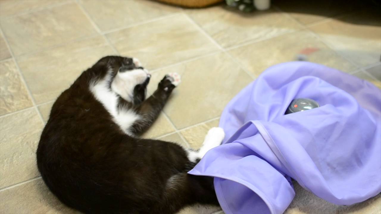 cute cat beds Mini Mack gets creative