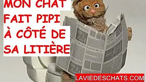 Pourquoi Mon Chat Fait Pipi A Cote De Sa Litiere