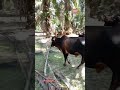 POV:250526 8zhjh1447H grup melintas sungai pagi ni