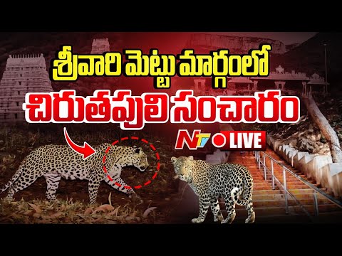 శ్రీవారి మెట్టుమార్గంలో చిరుత సంచారం LIVE : Leopard at Srivari Mettu | Tirumala | NTV Telugu - NTVTELUGU