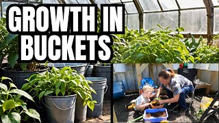 Achieving Growth: Bucket Garden Is Planted In The OffGrid Greenhouse