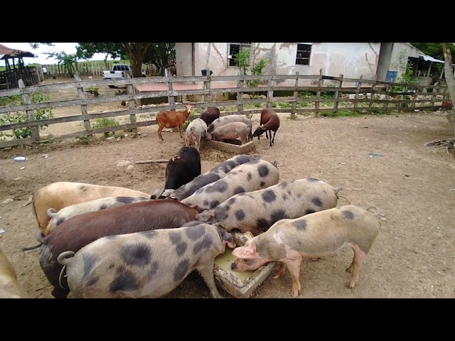 alimentación porcinos - ovinos lactosuero o suero de leche
