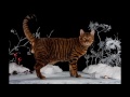 Toyger cats History, Personality, Health, Care の動画、YouTube動画。