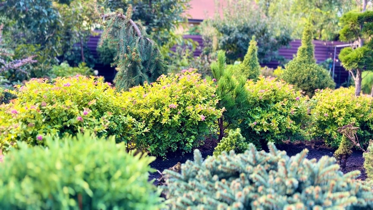 ВТОРОЙ ГРЯДКИ НЕТ! НАЧАЛИСЬ ПЕРЕСАДКИ! ЧИСТЫЙ УЧАСТОК, СТРИЖКА ШЕЛКОВИЦЫ И ЖИМОЛОСТИ! МЫ ТРУДЯГИ!