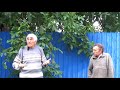 Феноменальная находка Орех с обильным латеральным плодоношением в Брянской области  Россия  Сентябрь