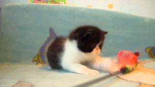 Экзот черный биколор котик Одесса Экзот черный биколор котик Одесса