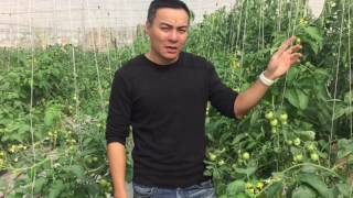 Thời Gian Thu Hoạch Thời Gian Cách Ly