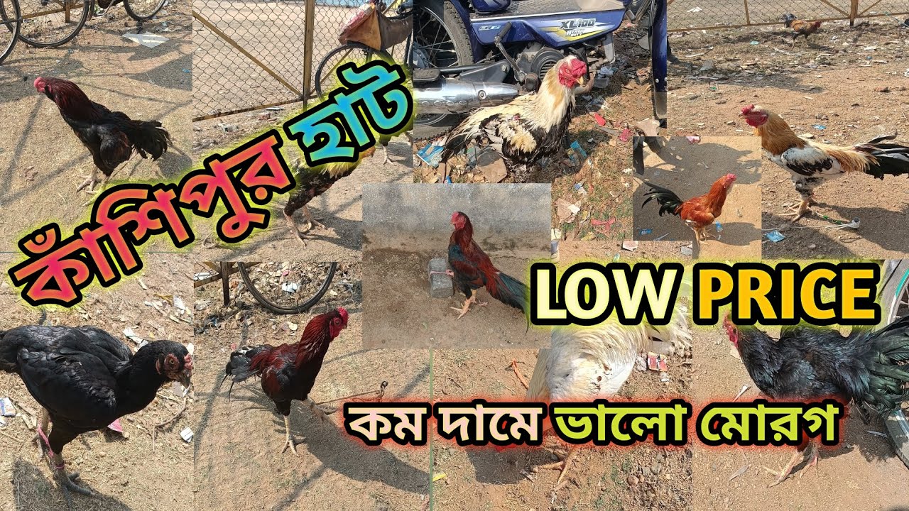 Kashipur Murga Hat💯||Murga Hat🔥|Murga Hat New video|#Aseelmurga#puruliamurgamandi#puruliamurgamarket