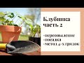 Садовая земляника (клубника) ЧАСТЬ 2. Переопыление сортов. Метод 4-х грядок. Схема посадки клубники