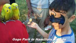 Gage Park in Hamilton, Canada 2017 @falahfarahalqazzaz9230
