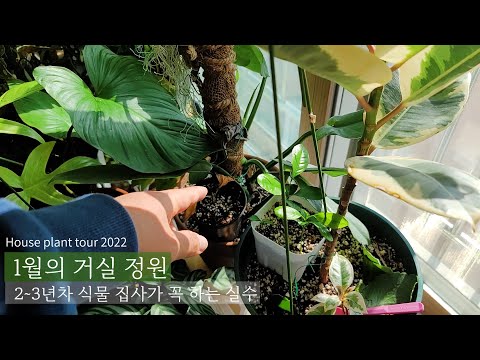 거실정원 1월 근황과 식물 키우기 2~3년차에 많이 하는 실수! house plant tour 2022