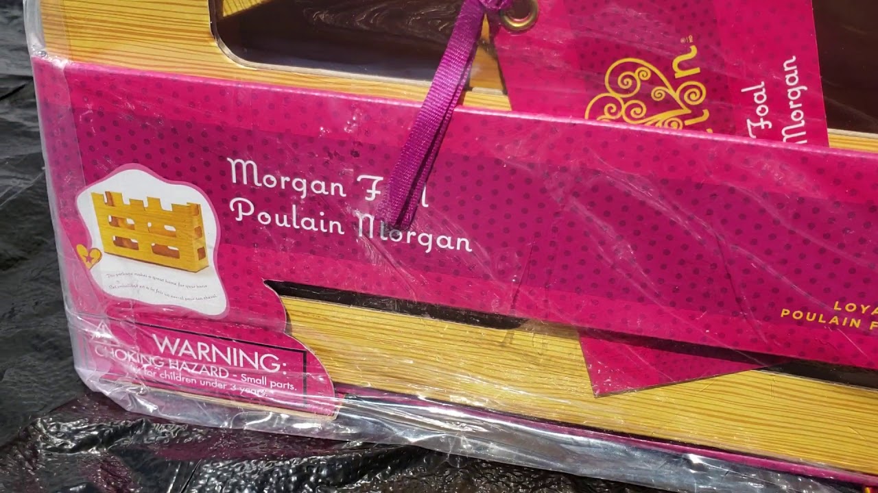 our generation morgan foal