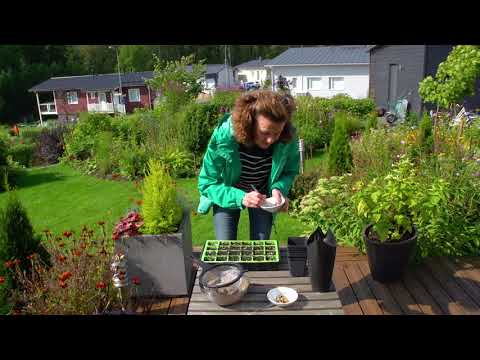 Video: Siementen sadonkorjuu - Kuinka kerätä kukkasiemeniä puutarhassa