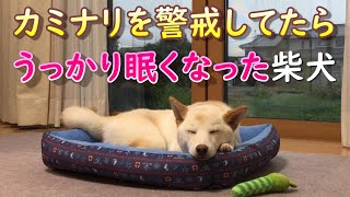 カミナリを警戒して怖がってたら眠くなってしまった柴犬
