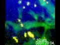 Direct capture of lymph draining particles by dendritic cell extending into the lymphatic sinuses